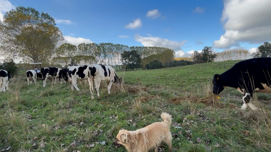 Lote 43 Novillo Gordo en Osorno, X Región Los Lagos