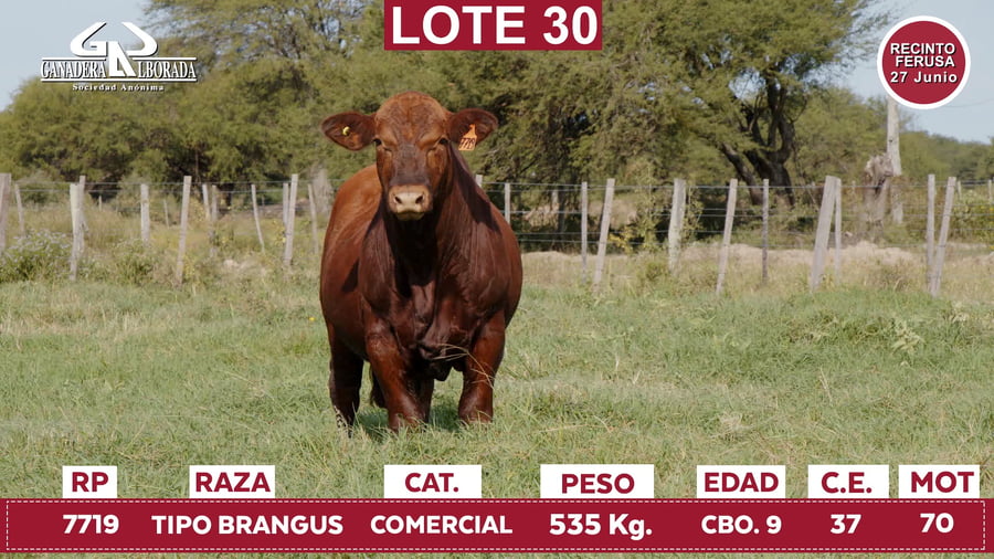 Lote Reproductores de Alborada - Lote 30