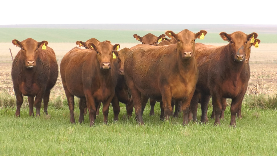 Lote VACAS ANGUS COLORADAS PURAS CONTROLADS C/GTÍA DE PREÑEZ