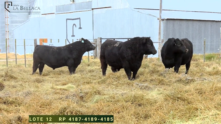 Lote TOROS PUROS DE PEDIGREE