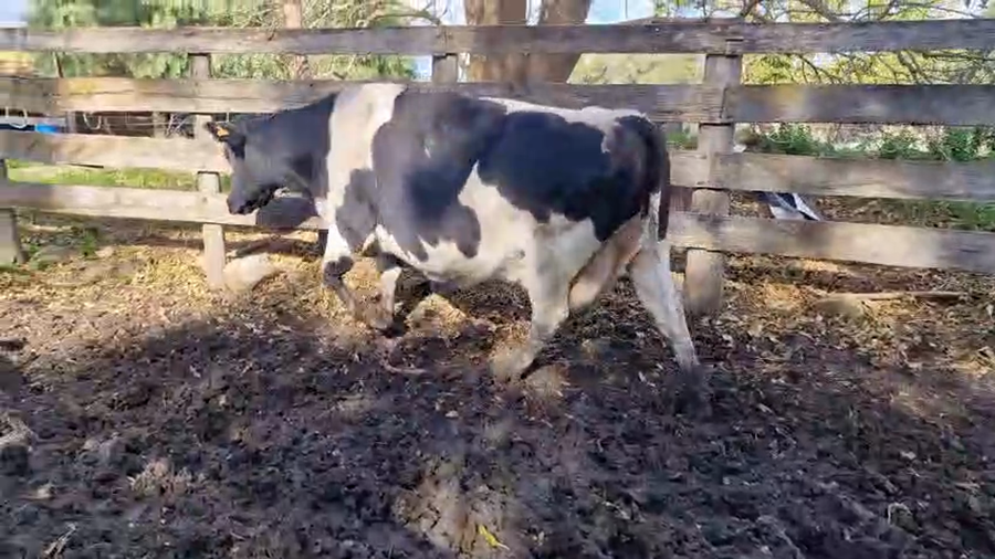 Lote Vaca a remate en Pantalla Camy 550kg - , San José