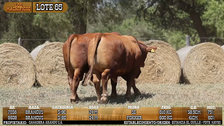 Lote LOTE 65 - VIVO