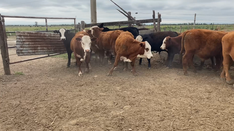 Lote 18 Terneros Británicos en Humberto 1°, Santa Fe