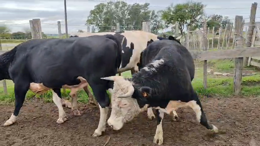 Lote 3 Toros a remate en Pantalla Camy 500kg - , San José