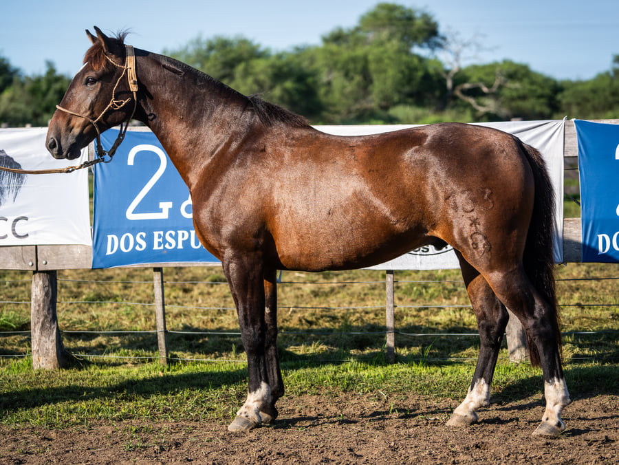 Lote YAFUCOY VIDELA