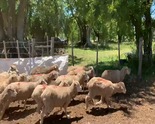 Lote 300 Ovejas en Artigas