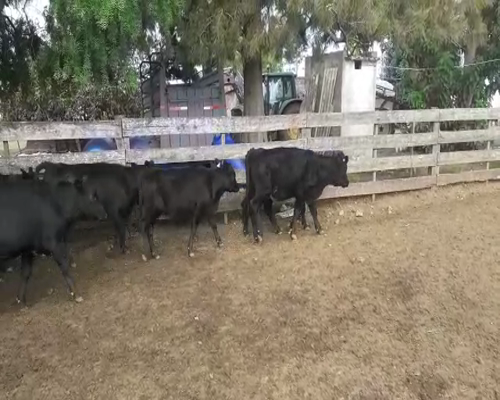 Lote 25 Terneras ANGUS 180kg - , San José