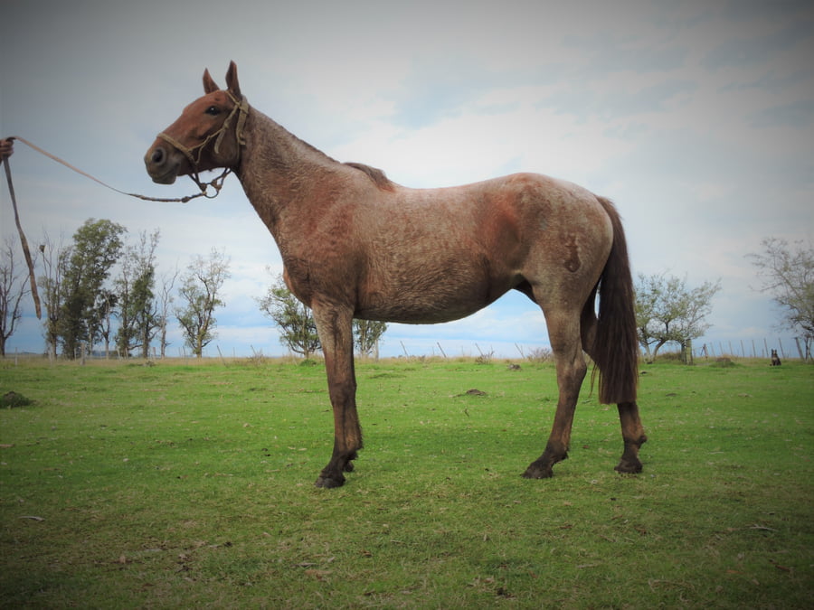 Lote LUNA EL TACUARAL - R.P. 325