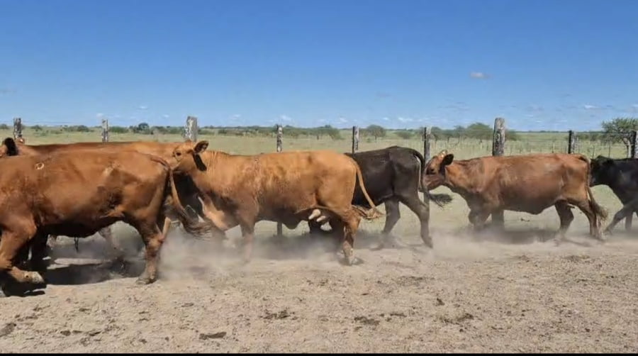 Lote 47 Vacas de invernar