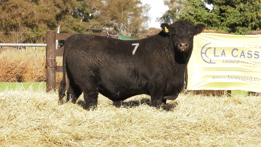 Lote TOROS ANGUS PURO CONTROLADO