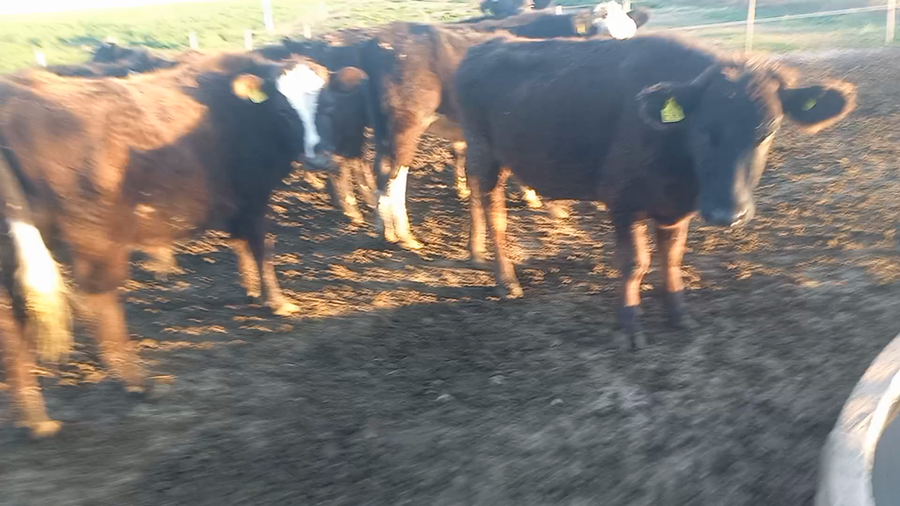 Lote 10 Novillitos Cruza en Fidela, Santa Fe