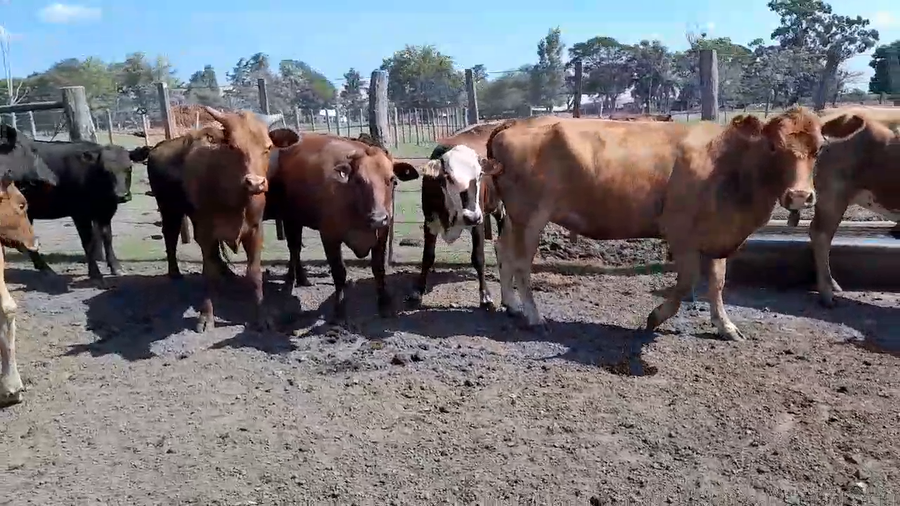 Lote 52 Vaquillonas C/ gtia de preñez en Corrientes, Curuzú-Cuatiá