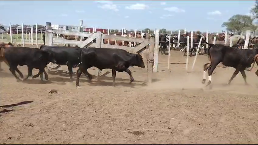 Lote 110 Terneros en Quimilí, Santiago del Estero