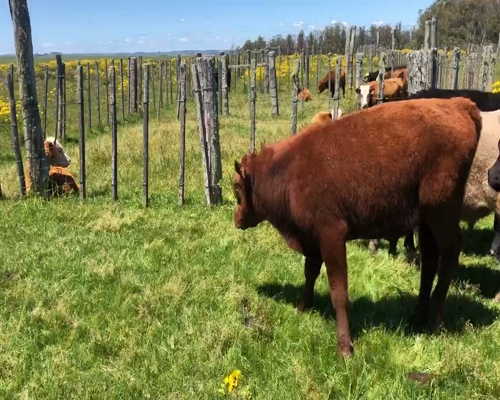 Lote 9 Terneros en Tupambaé, Cerro Largo