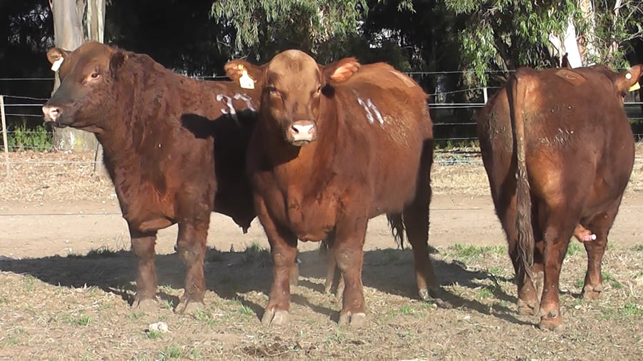 Lote TOROS PUROS CONTROLADOS COLORADOS