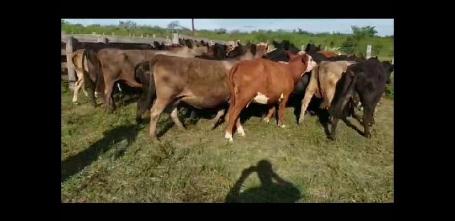Lote 35 Vacas de invernar en Villaguay, Entre Ríos