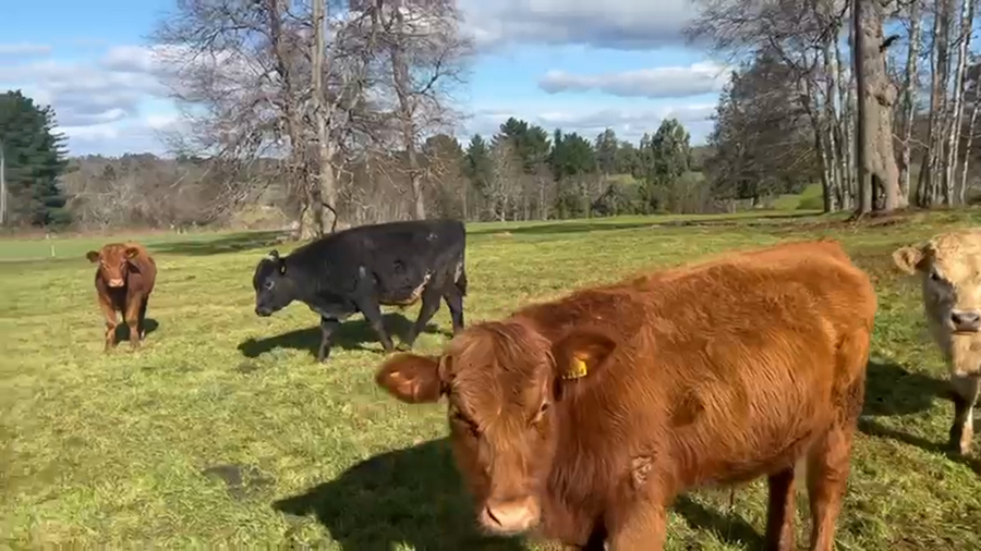 Lote 50 Novillo Engorda en Río Negro, X Región Los Lagos