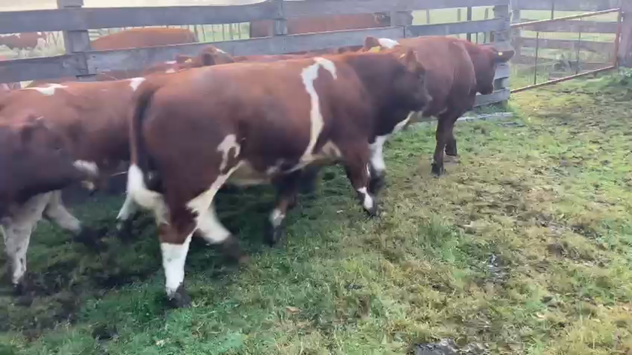 Lote 18 Ternero en Cisnes, XI Región Aysén