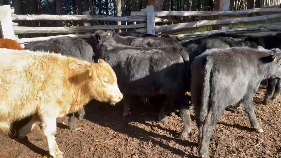 Lote 70 Ternero en Coyhaique, XI Región Aysén