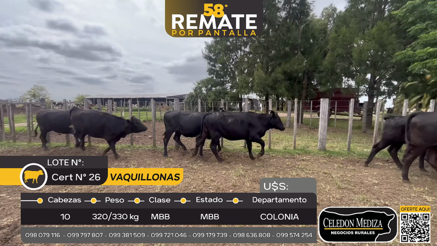 Lote 10 Vaquillonas  en  San Pedro, Colonia