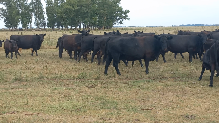 Lote 75 Terneros en Chivilcoy