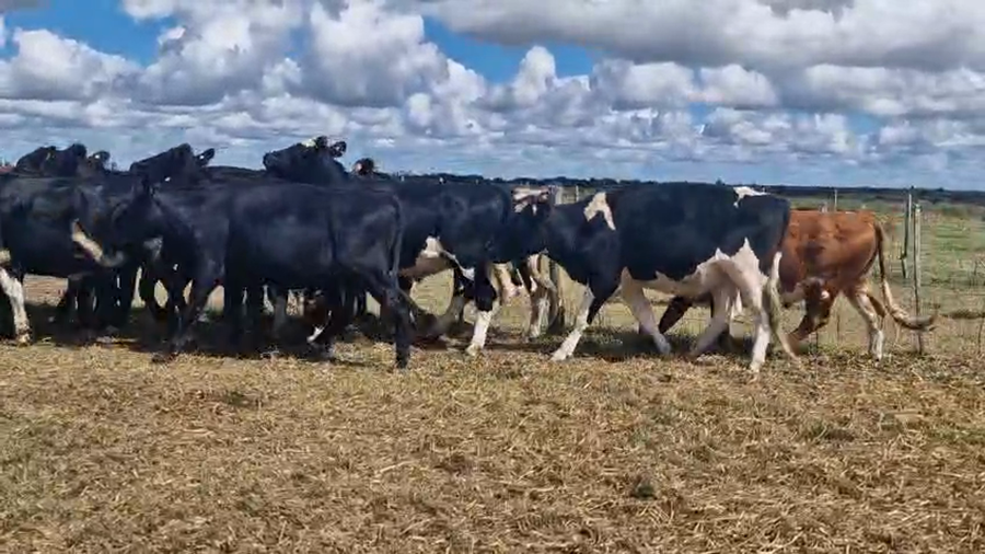 Lote 20 Novillos a remate en Pantalla Camy, San José