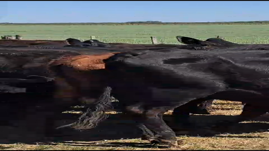 Lote 65 Vacas C/ cria y entoradas Brangus en Palacios, Santa Fe