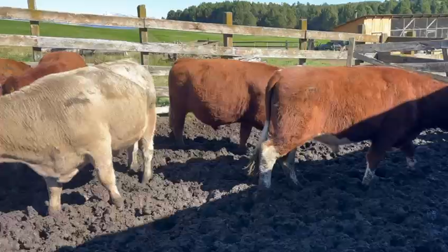 Lote 40 Novillo Engorda en Coyhaique, XI Región Aysén