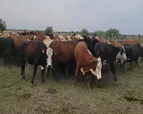 Lote 50 Vacas usadas preñadas en Empedrado, Corrientes