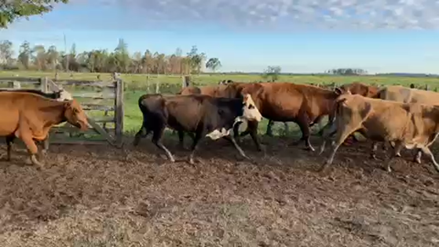 Lote 63 Vacas de invernar en Ituzaingó, Corrientes