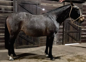 Lote Trenza Rumbeadora