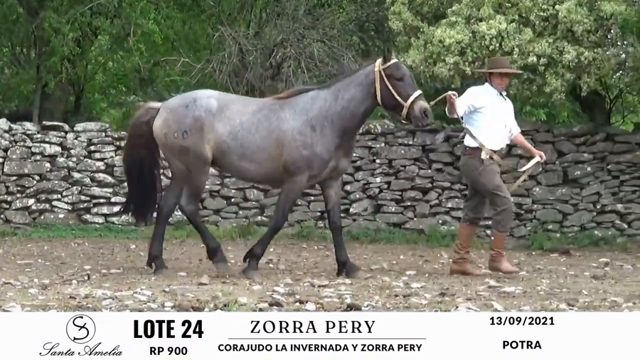 Lote ZORRA PERY