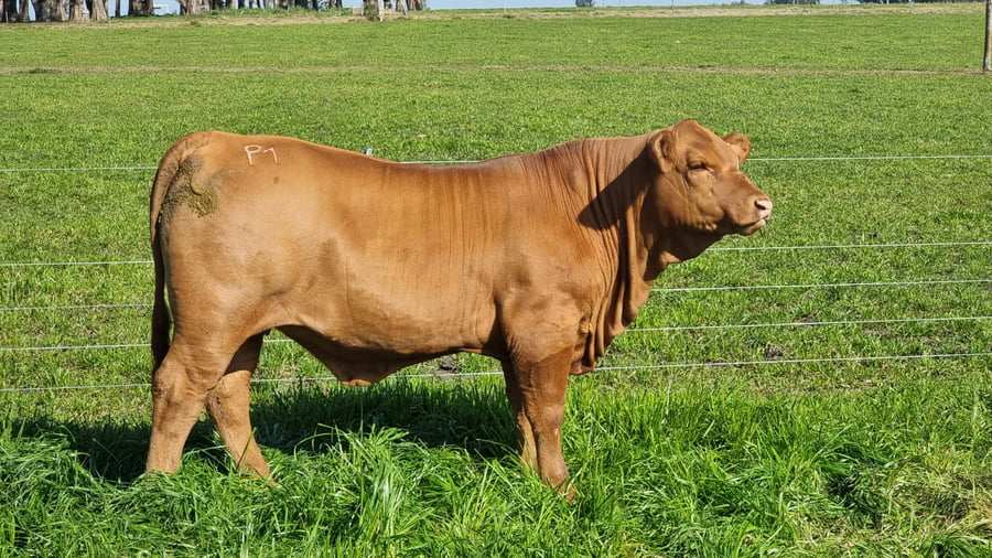 Lote JACARANDA BR ARDIENTE 18