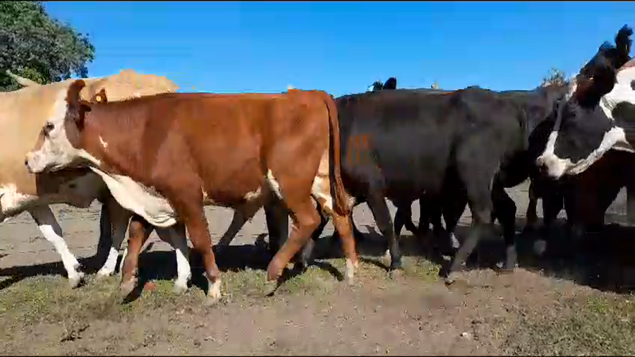 Lote 44 Vacas de invernar en Conscripto Bernardi, Entre Ríos