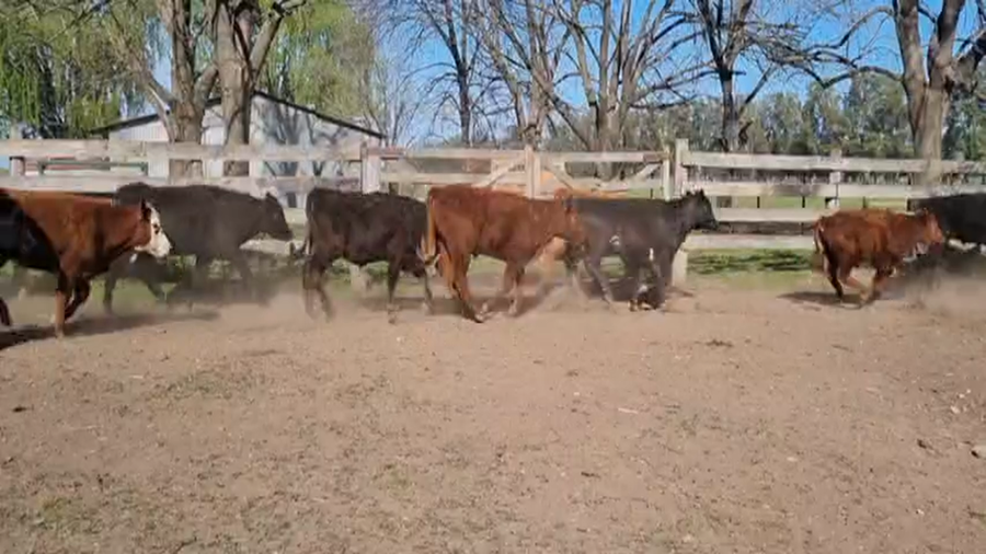 Lote 33 Terneros en Brandsen, Buenos Aires