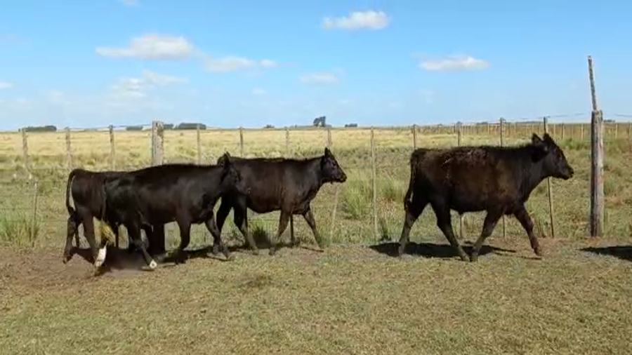Lote 33 Terneros/as en Benito Juárez, Buenos Aires