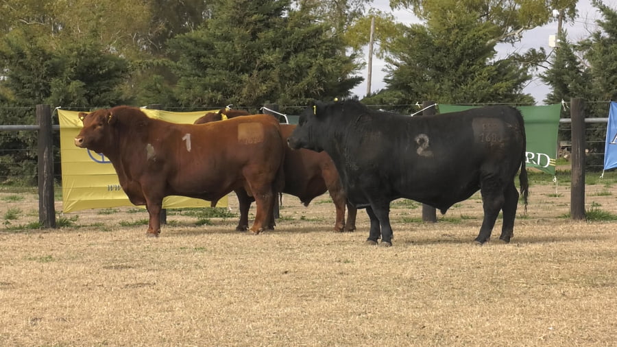 Lote TOROS ANGUS PUROS CONTROLADOS