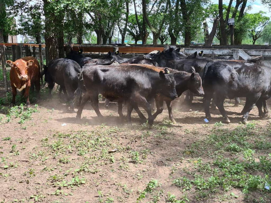 Lote 13 Novillitos en Gral. Lamadrid, Buenos Aires