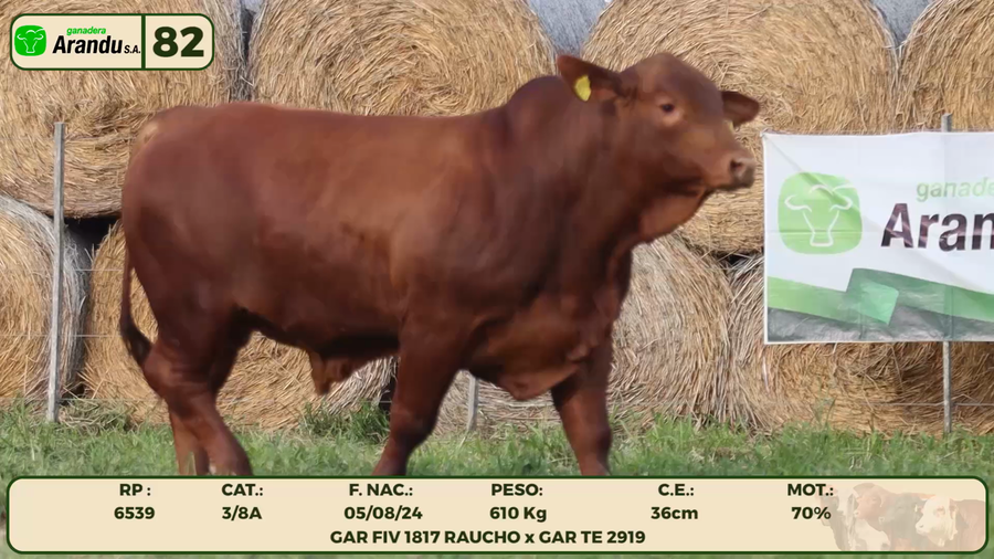 Lote LOTE 82