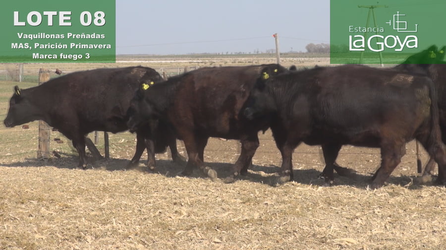 Lote VAQUILLONAS PREÑADAS MAS PARICIÓN PRIMAVERA