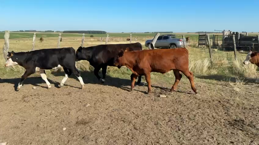 Lote TERNEROS