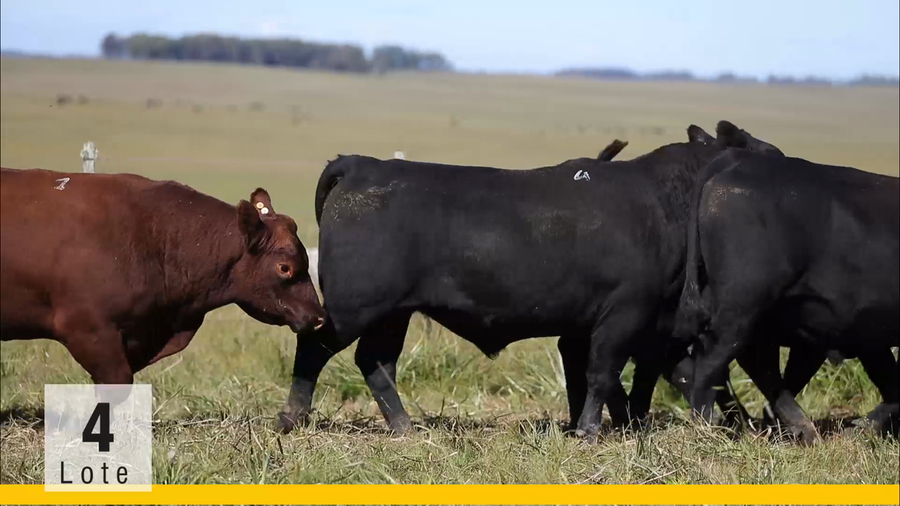 Lote (Vendido)Toros a remate en Subasta Toros de La Competencia, Montevideo