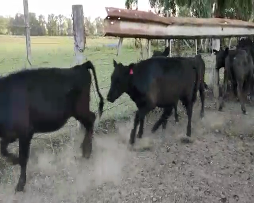 Lote 25 Terneras en Buenos Aires
