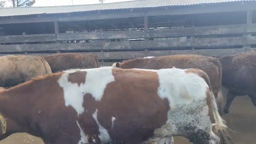 Lote 20 Novillo Gordo en Los Ángeles, VIII Región Biobío