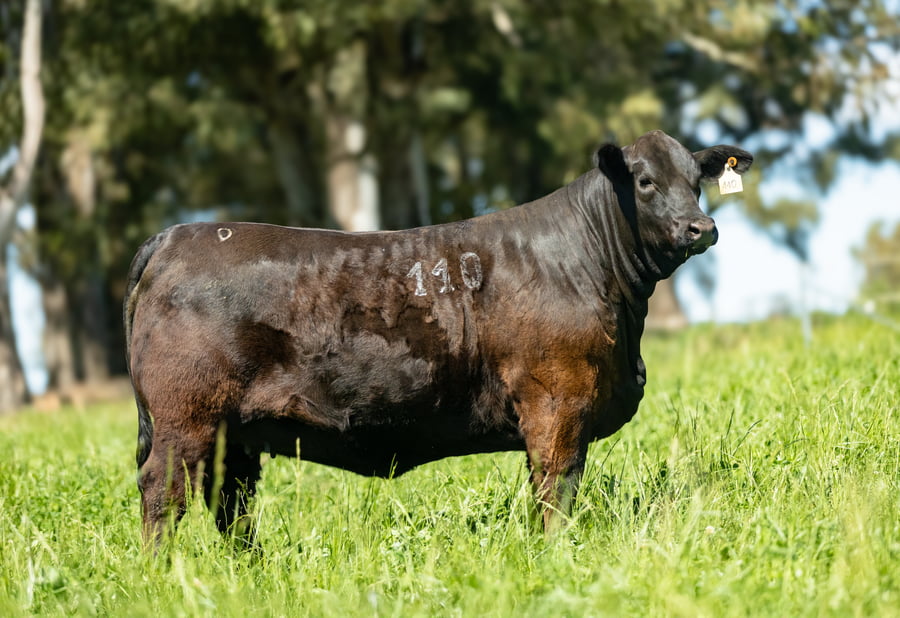 Lote Lote 10 Jacaranda