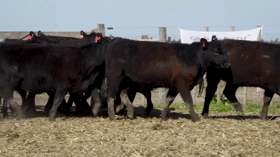 Lote Vaquillonas MAS