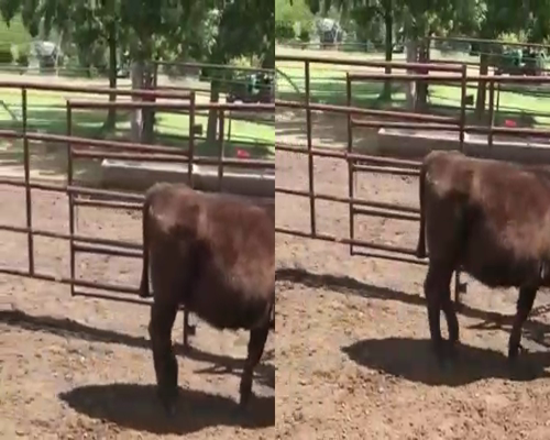 Lote 23 Terneras en Lobos, Buenos Aires