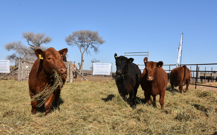 Lote VAQUILLONAS PC CON GARANTÍA DE PREÑEZ (Corral 5)