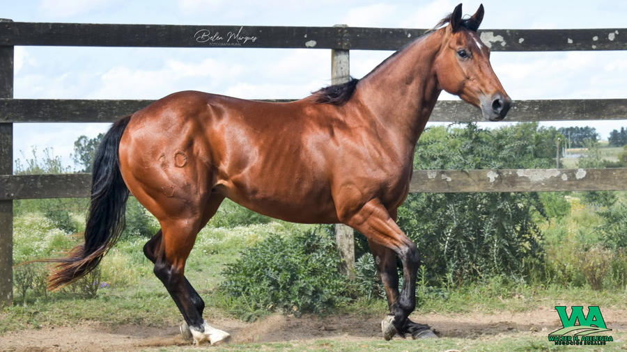 Lote LM RANDLL JUICE