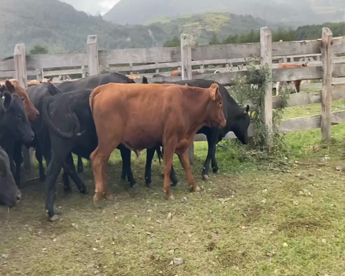 Lote 44 Novillo Engorda en Río Ibáñez, XI Región Aysén